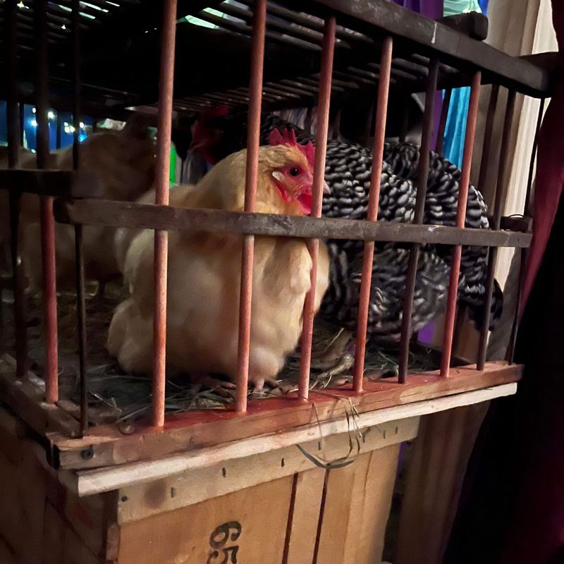 Chickens In Cage